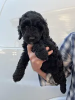 Girl, a female Bernedoodle for sale in Corryton, TN – Photo 5 of 6
