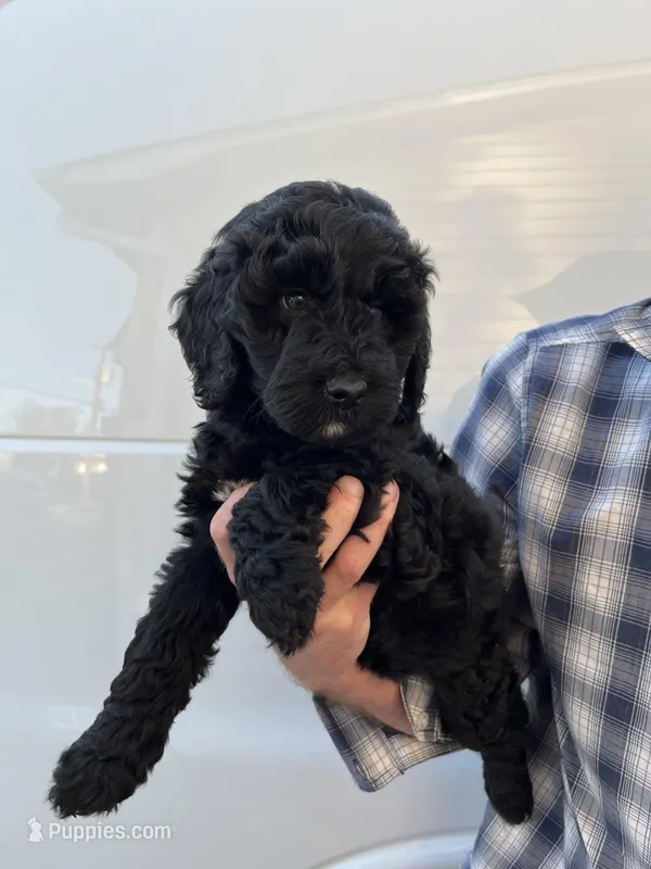 Girl – Bernedoodle puppy for sale in Corryton, TN