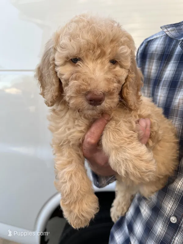 Girl – Bernedoodle puppy on hold in Corryton, TN