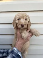 Girl, a female Bernedoodle for sale in Corryton, TN – Photo 3 of 4