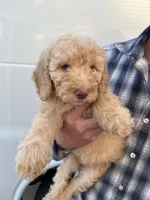 Girl, a female Bernedoodle for sale in Corryton, TN – Photo 2 of 4