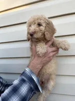 Girl, a female Bernedoodle for sale in Corryton, TN – Photo 4 of 4