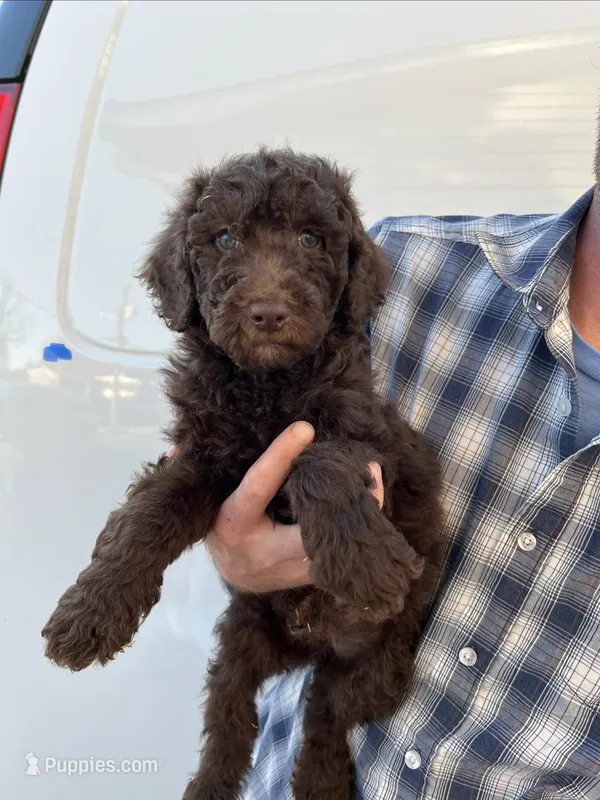 Boy – Bernedoodle puppy for sale in Corryton, TN