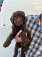 Boy, a female Bernedoodle for sale in Corryton, TN – Photo 1 of 2