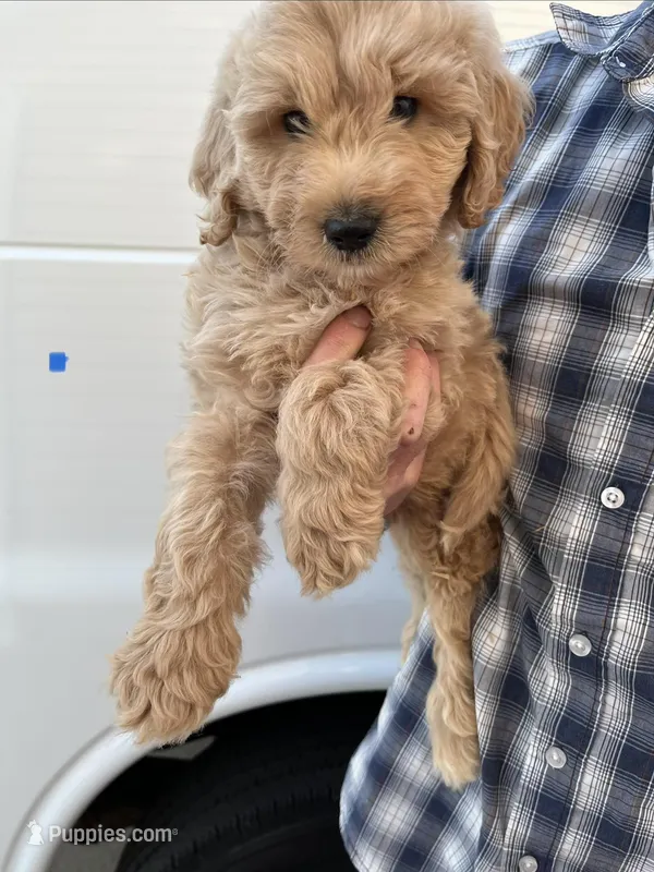 Boy – Bernedoodle puppy for sale in Corryton, TN