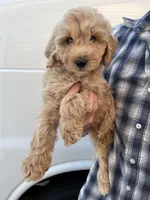 Boy, a female Bernedoodle for sale in Corryton, TN – Photo 2 of 3