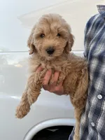 Boy, a female Bernedoodle for sale in Corryton, TN – Photo 3 of 3