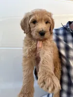 Girl, a female Bernedoodle for sale in Corryton, TN – Photo 2 of 3