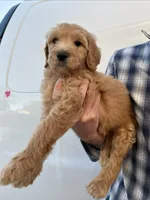 Girl, a female Bernedoodle for sale in Corryton, TN – Photo 1 of 3