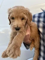 Girl, a female Bernedoodle for sale in Corryton, TN – Photo 3 of 3