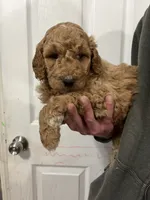 processed/c8642377-6a4a-40d1-a24a-d3caaee17cda/listing/f68352b6-3f29-4818-a083-f557cca8bf44/7ef12e2f-057d-4fd4-8224-d92eaa60ea75