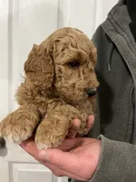 processed/c8642377-6a4a-40d1-a24a-d3caaee17cda/listing/f68352b6-3f29-4818-a083-f557cca8bf44/80c21b4b-1e79-4950-bc34-0baf49530d4a