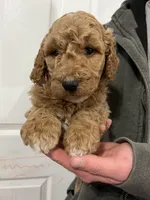 processed/c8642377-6a4a-40d1-a24a-d3caaee17cda/listing/f68352b6-3f29-4818-a083-f557cca8bf44/de0f8ffb-22b2-4dce-9e63-7cff0cd82cde