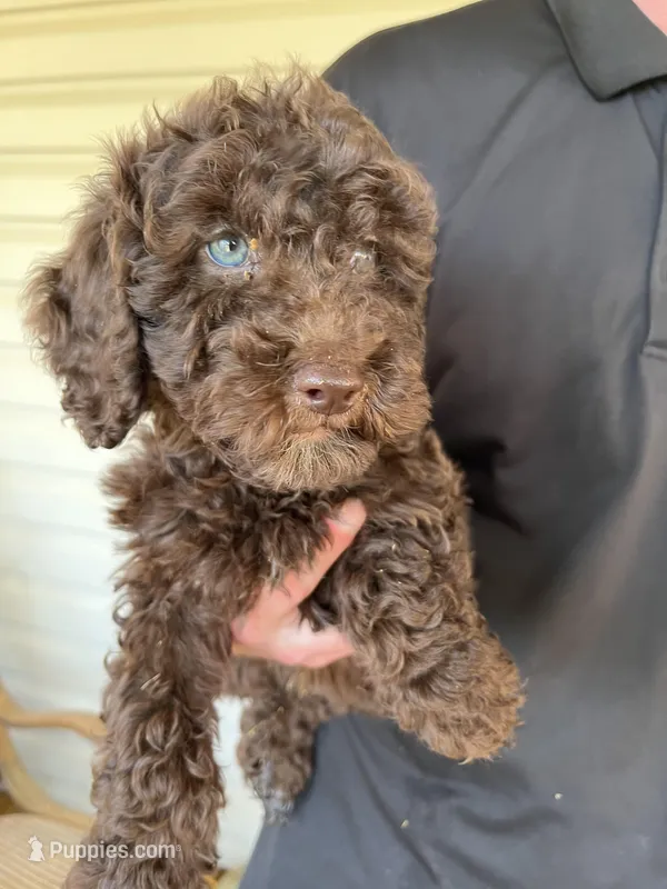 Girl – Bernedoodle puppy for sale in Corryton, TN