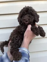 Girl, a female Bernedoodle for sale in Corryton, TN – Photo 4 of 4