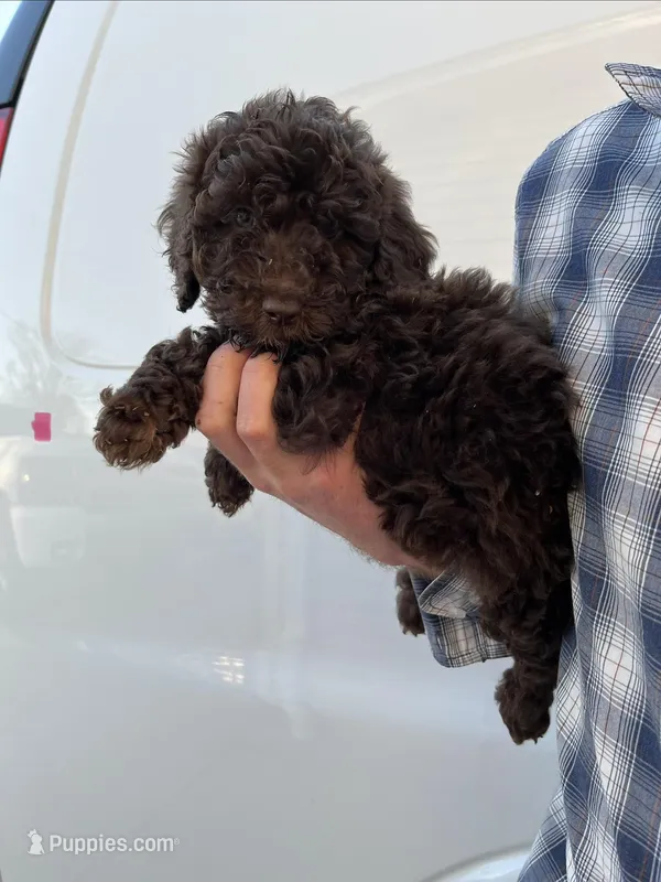 Girl – Bernedoodle puppy for sale in Corryton, TN