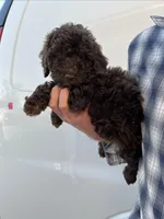 Girl, a female Bernedoodle for sale in Corryton, TN – Photo 1 of 4