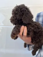 Girl, a female Bernedoodle for sale in Corryton, TN – Photo 3 of 4