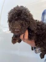 Girl, a female Bernedoodle for sale in Corryton, TN – Photo 2 of 4