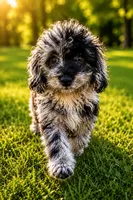 Joe , a male Cavapoo for sale in Durham, CT – 2 of 10