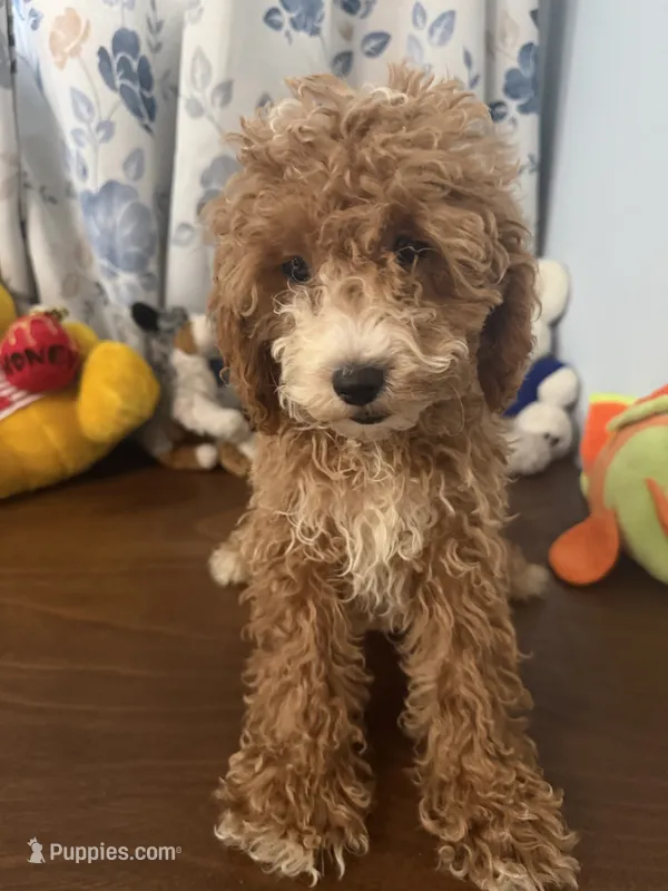 Manny – Havapoo puppy for sale in Durham, CT