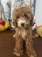 Manny, a male Havapoo for sale in Durham, CT – 1 of 10