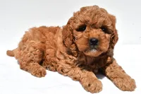 Ellie , a female Miniature Goldendoodle for sale in Durham, CT – 2 of 8