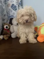 Jena , a female Bichpoo for sale in Durham, CT – 6 of 10