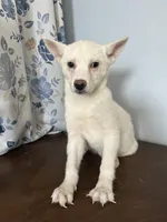 Louie, a male Alaskan Klee Kai for sale in Durham, CT – Photo 6 of 10