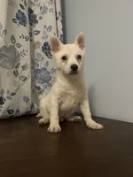 Louie, a male Alaskan Klee Kai for sale in Durham, CT – Photo 7 of 10