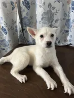 Louie, a male Alaskan Klee Kai for sale in Durham, CT – Photo 9 of 10