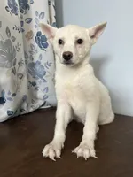 Louie, a male Alaskan Klee Kai for sale in Durham, CT – Photo 7 of 10