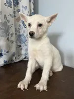 Louie, a male Alaskan Klee Kai for sale in Durham, CT – Photo 5 of 10