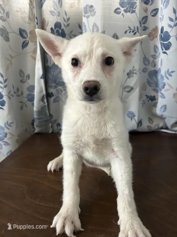 Louie – Alaskan Klee Kai puppy for sale in Durham, CT