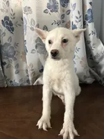 Louie, a male Alaskan Klee Kai for sale in Durham, CT – Photo 3 of 10