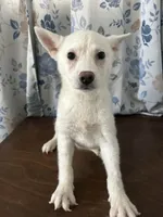 Louie, a male Alaskan Klee Kai for sale in Durham, CT – Photo 2 of 10