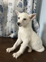 Louie, a male Alaskan Klee Kai for sale in Durham, CT – Photo 10 of 10
