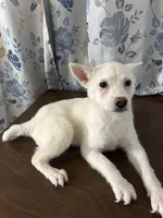 Louie, a male Alaskan Klee Kai for sale in Durham, CT – Photo 4 of 10