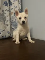 Louie, a male Alaskan Klee Kai for sale in Durham, CT – Photo 10 of 10