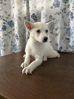 Louie, a male Alaskan Klee Kai for sale in Durham, CT – Photo 8 of 10