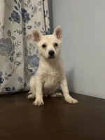 Louie, a male Alaskan Klee Kai for sale in Durham, CT – Photo 6 of 10