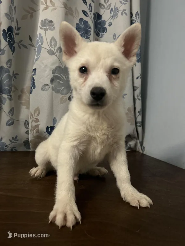 Louie, a male Alaskan Klee Kai for sale in Durham, CT – Photo 1 of 10