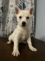 Louie, a male Alaskan Klee Kai for sale in Durham, CT – Photo 1 of 10