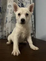 Louie, a male Alaskan Klee Kai for sale in Durham, CT – Photo 3 of 10