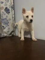 Louie, a male Alaskan Klee Kai for sale in Durham, CT – Photo 2 of 10