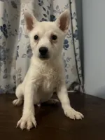 Louie, a male Alaskan Klee Kai for sale in Durham, CT – Photo 5 of 10