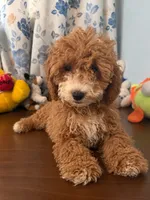 Lina, a female Havapoo for sale in Durham, CT – 3 of 10