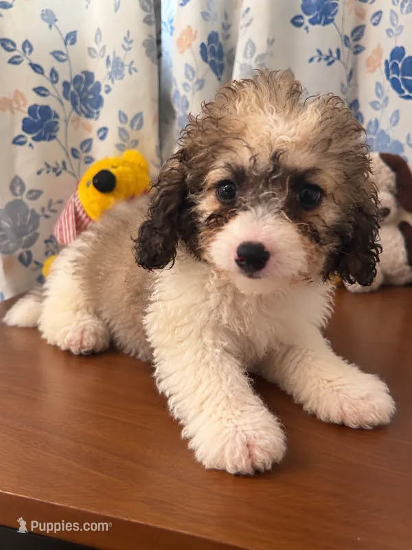 Bella  – Cockapoo puppy for sale in Durham, CT