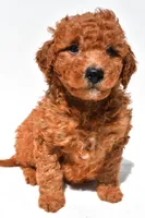 Freddy, a male Miniature Goldendoodle for sale in Durham, CT – 7 of 8
