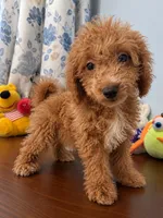 Manny, a male Havapoo for sale in Durham, CT – 9 of 10